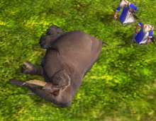 Settlers gathering meat from a wild Elephant in 