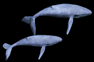 A pair of Whales in Retold
