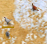 Chickens in-game