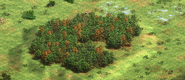An example of a forest.