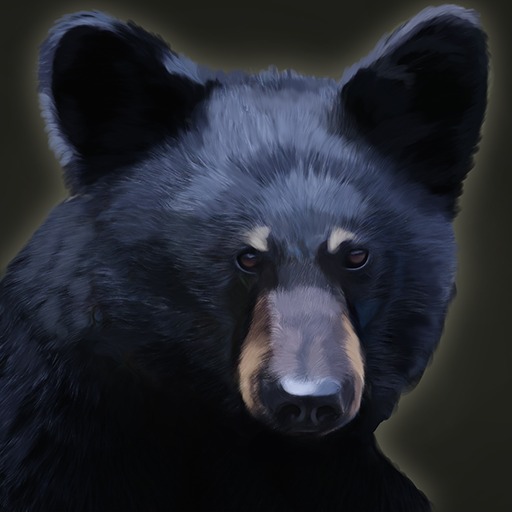 black bear pet