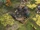 Granary (Age of Empires IV)