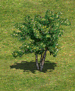 TreeD.png (67 KB) Tree D