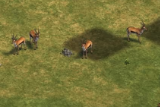 Gazelles in the Definitive Edition