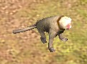 An in-game Snow Monkey