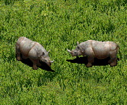 Rhinos in-game in Age of Empires II