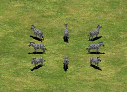 A group of Zebras