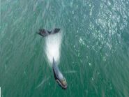 A Humpback rising on the surface