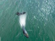 A Humpback, rising on the surface.