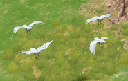 Ceasefire doves in Retold