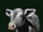 Domesticación (Age of Empires)