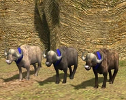 Water Buffalo variants AoE3.png (1.1 MB) The three variants of the Water Buffalo