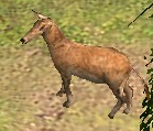 An in game Nilgai