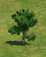 TreeA.png (75 KB) Tree A