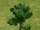Special tree