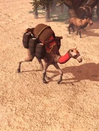 In-game Berber Salt Camel