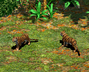 Tigers in-game