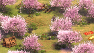 Peach Blossom