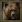 Grizzly Bear icon