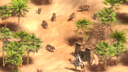 Arabian Wolves