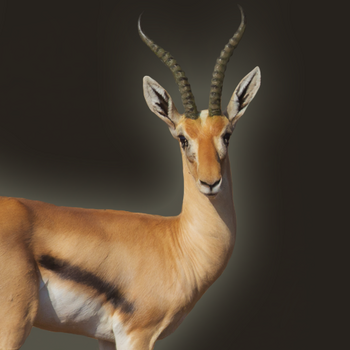 Gazelle portrait