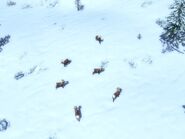 Bighorns, in their native habitat
