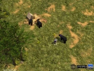 Black Bears, pet and Treasure guardian versions in Age of Empires III