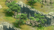 Asian Pine