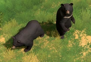 Another view of Black Bears in Age of Mythology: Retold