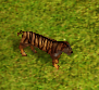 A Tiger in-game