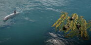 A Great White Shark guarding a treasure in the Definitive Edition
