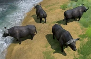 Water Buffalo views AoMR.png (2.41 MB) Views of the in Water Buffalo in Retold