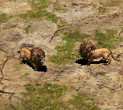 Lions in-game