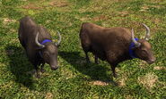 In-game Yaks in Age of Empires III: Definitive Edition