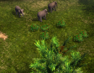 Wild Elephants found in deep jungle brush