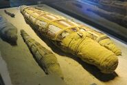 Mummified crocodiles from the Crocodile Museum, Kom Ombo, Egypt