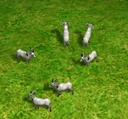 RamAoM.png (78 KB) A herd of rams
