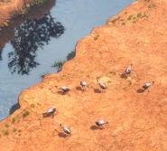 A flock of Rheas, found in Pampas