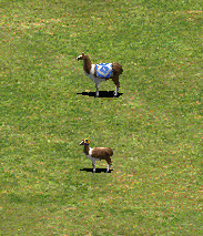 Alfred the Alpaca Age of Empires Series Wiki Fandom