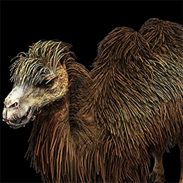 Bactrian Camel Age Of Empires Series Wiki Fandom