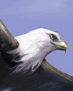U EAGLE.gif