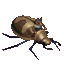 Goblin big beetle.gif