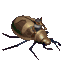 Goblin big beetle