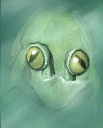 U Lurker.gif