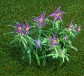 Shadow Weed. AoW II.png