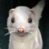 Zhong Ling's Ermine