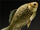 Bronze Gudgeon.png