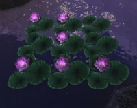 Make the Lotus Bloom