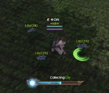 Harvesting Lily