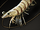 Shrimp.png